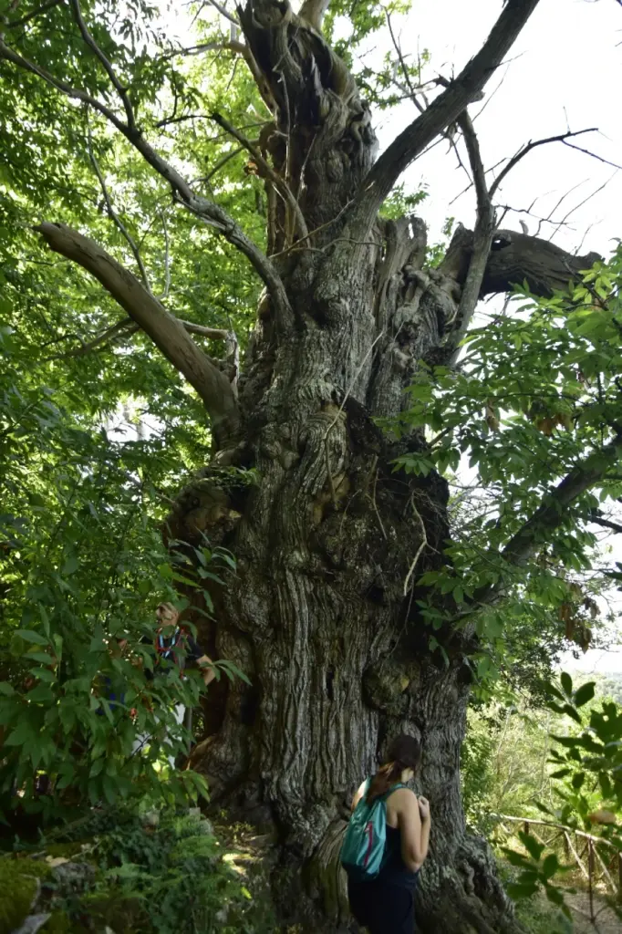albero